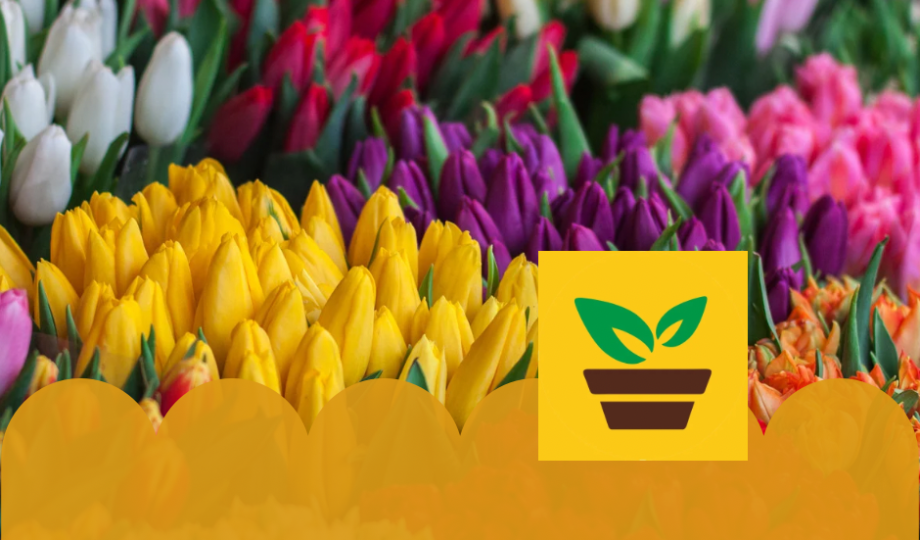 Őszi Virághagymák Őszi Virághagymák